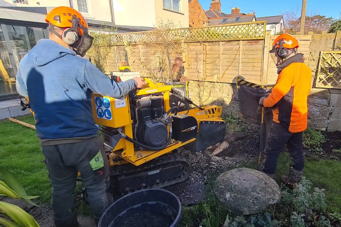 Stump grinding service Tallahassee FL